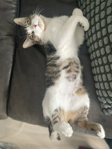 Donovan, Young Domestic Short Hair (short coat), cat for adoption in Passaic, New Jersey