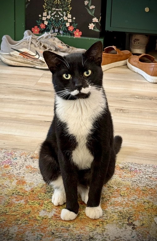 Pringles, an adoptable Domestic Short Hair in Brooklyn, NY