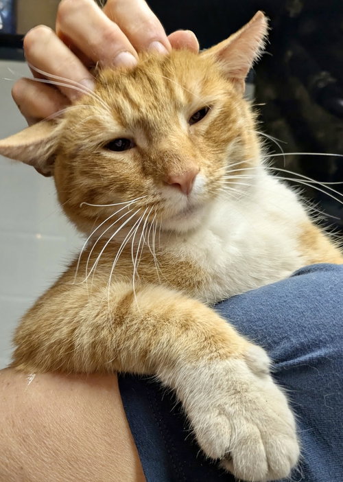 Pogo, Young Domestic Short Hair (short coat), cat for adoption in Clifton, New Jersey