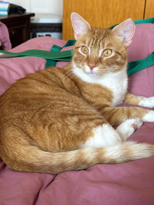 Pogo, Young Domestic Short Hair (short coat), cat for adoption in Passaic, New Jersey