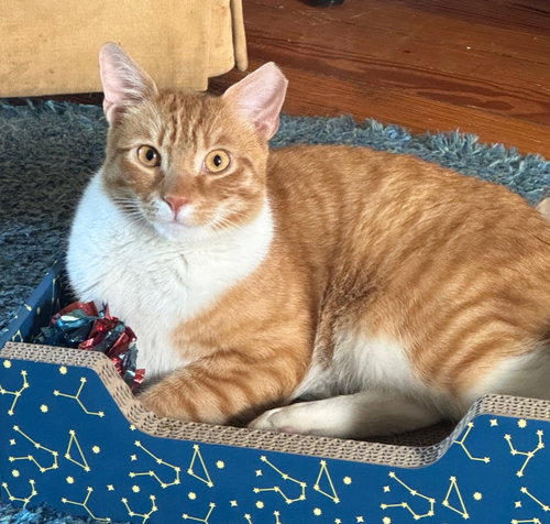 Pogo, Young Domestic Short Hair (short coat), cat for adoption in Mount Vernon, New York