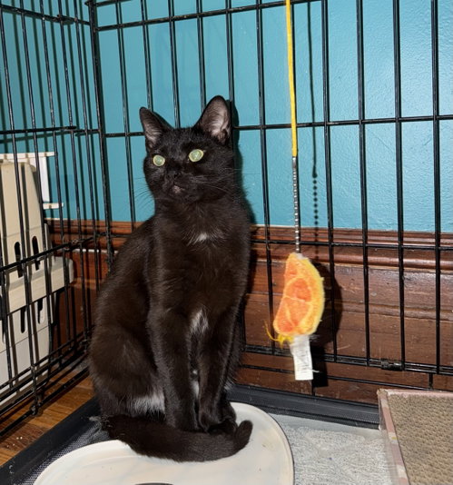 Gus, Young Domestic Short Hair (short coat), cat for adoption in New Rochelle, New York
