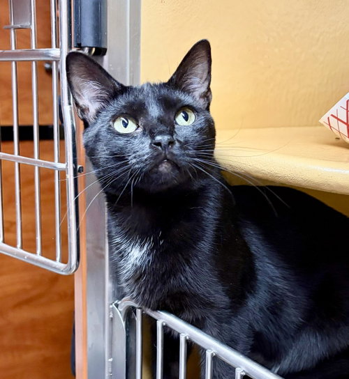 Gus, an adoptable Domestic Short Hair in Brooklyn, NY