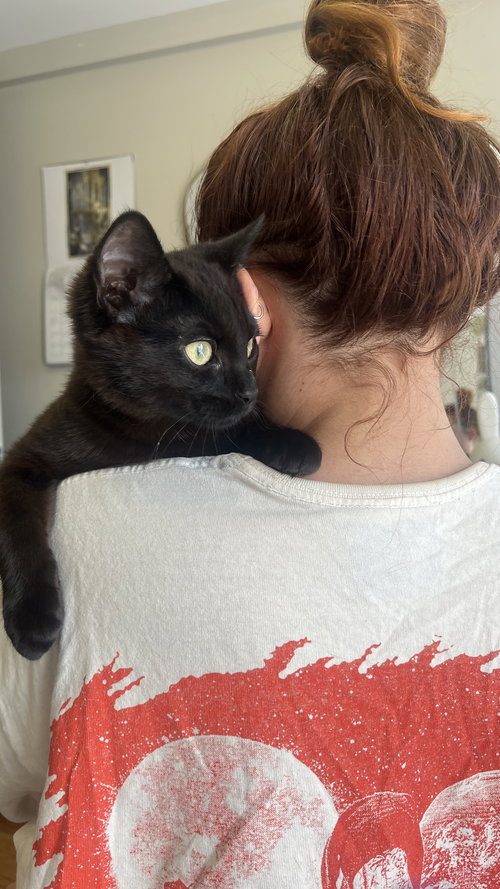 Baby Baker, Baby Domestic Short Hair (short coat), cat for adoption in Clifton, New Jersey
