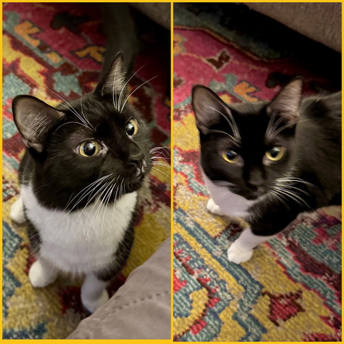 Polly and Caspian, Young Domestic Short Hair (short coat), cat for adoption in Clifton, New Jersey