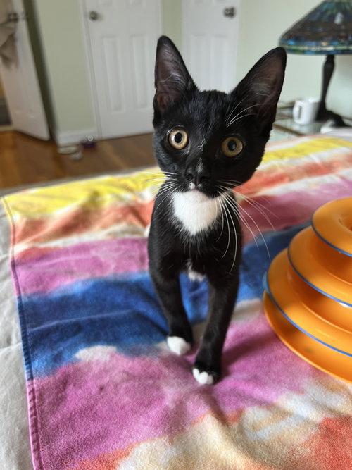 Willow, Baby Domestic Short Hair (short coat), cat for adoption in New Rochelle, New York