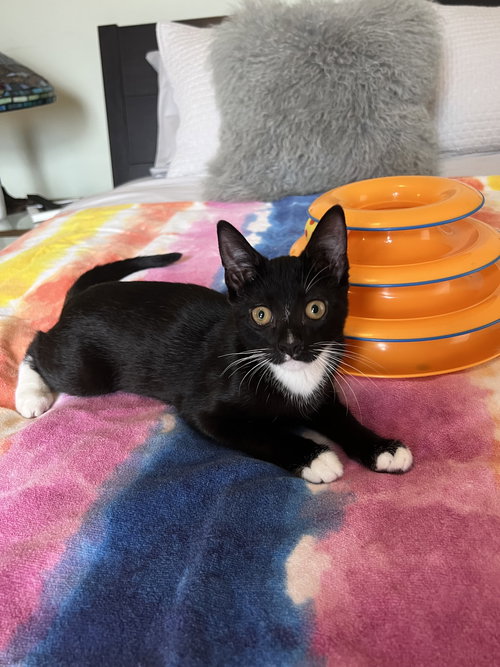 Willow, Baby Domestic Short Hair (short coat), cat for adoption in Clifton, New Jersey