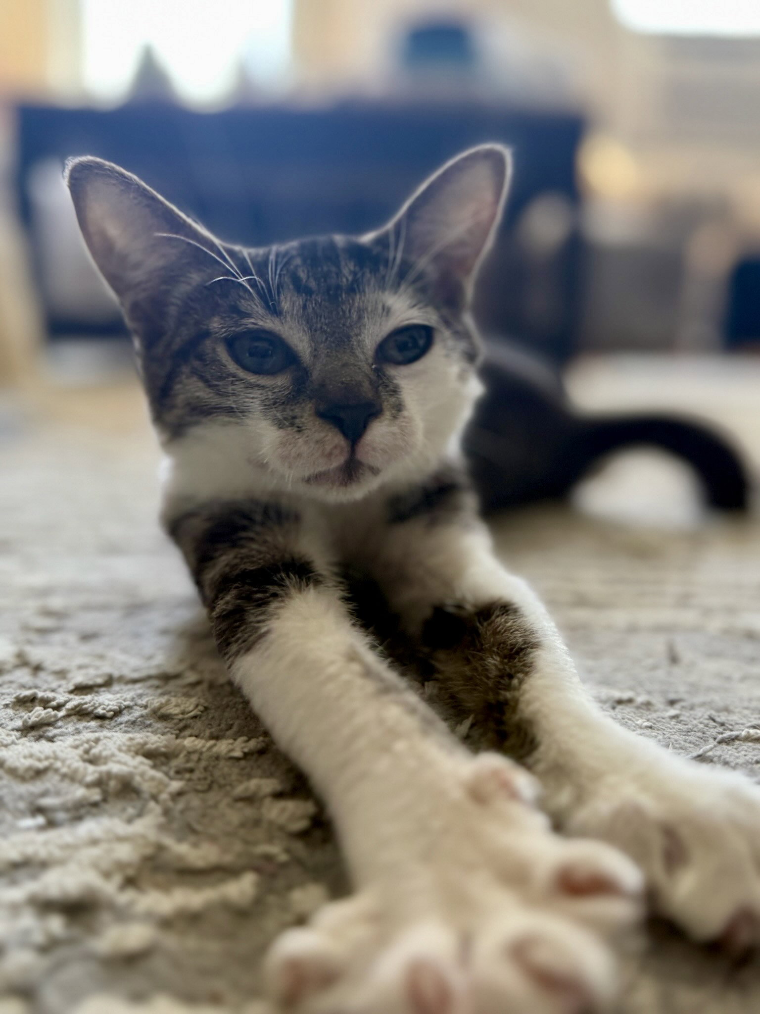 Archie, cat
