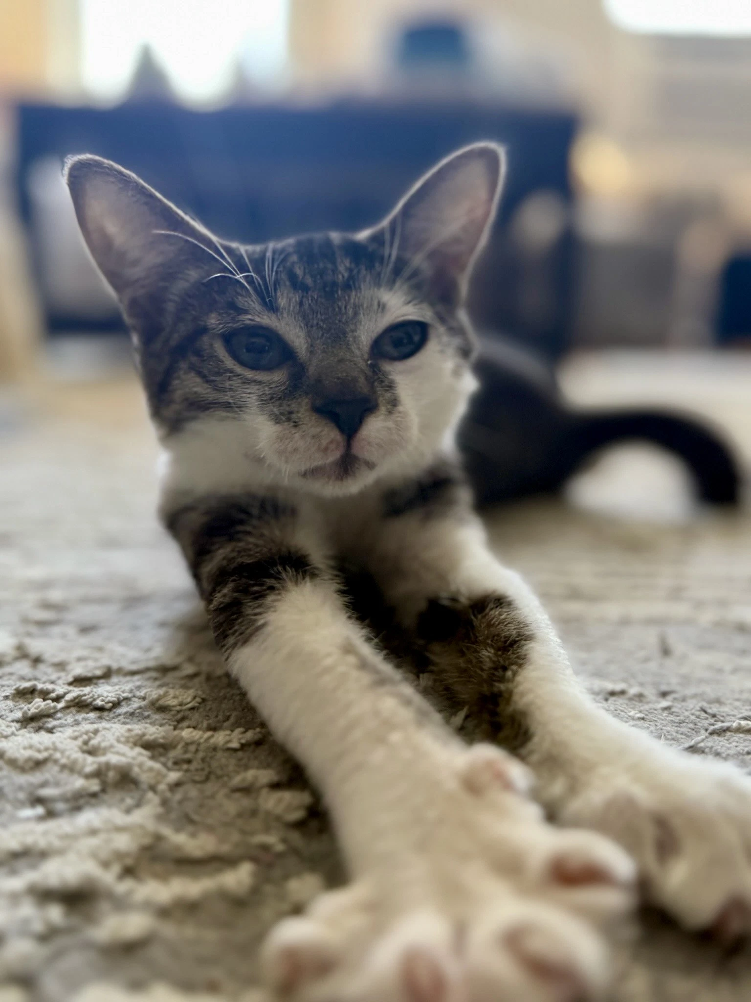 Archie