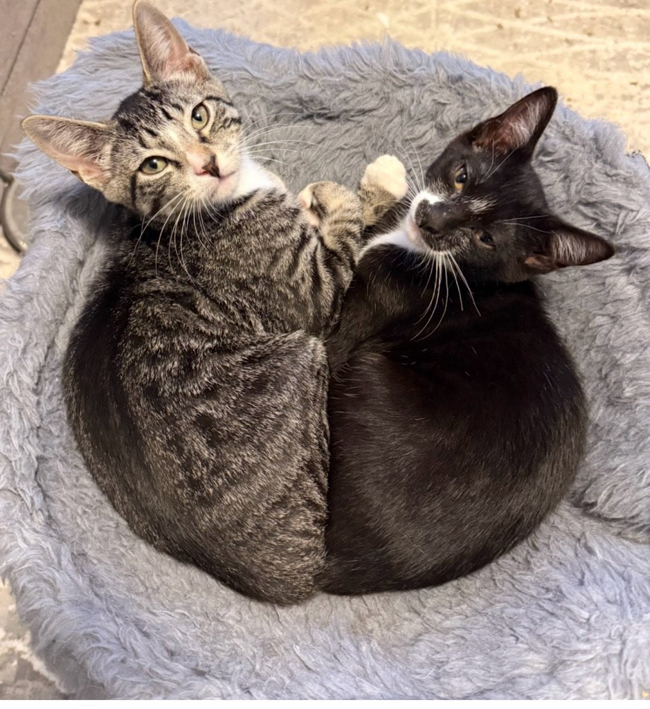 Peony and Magnolia, cat