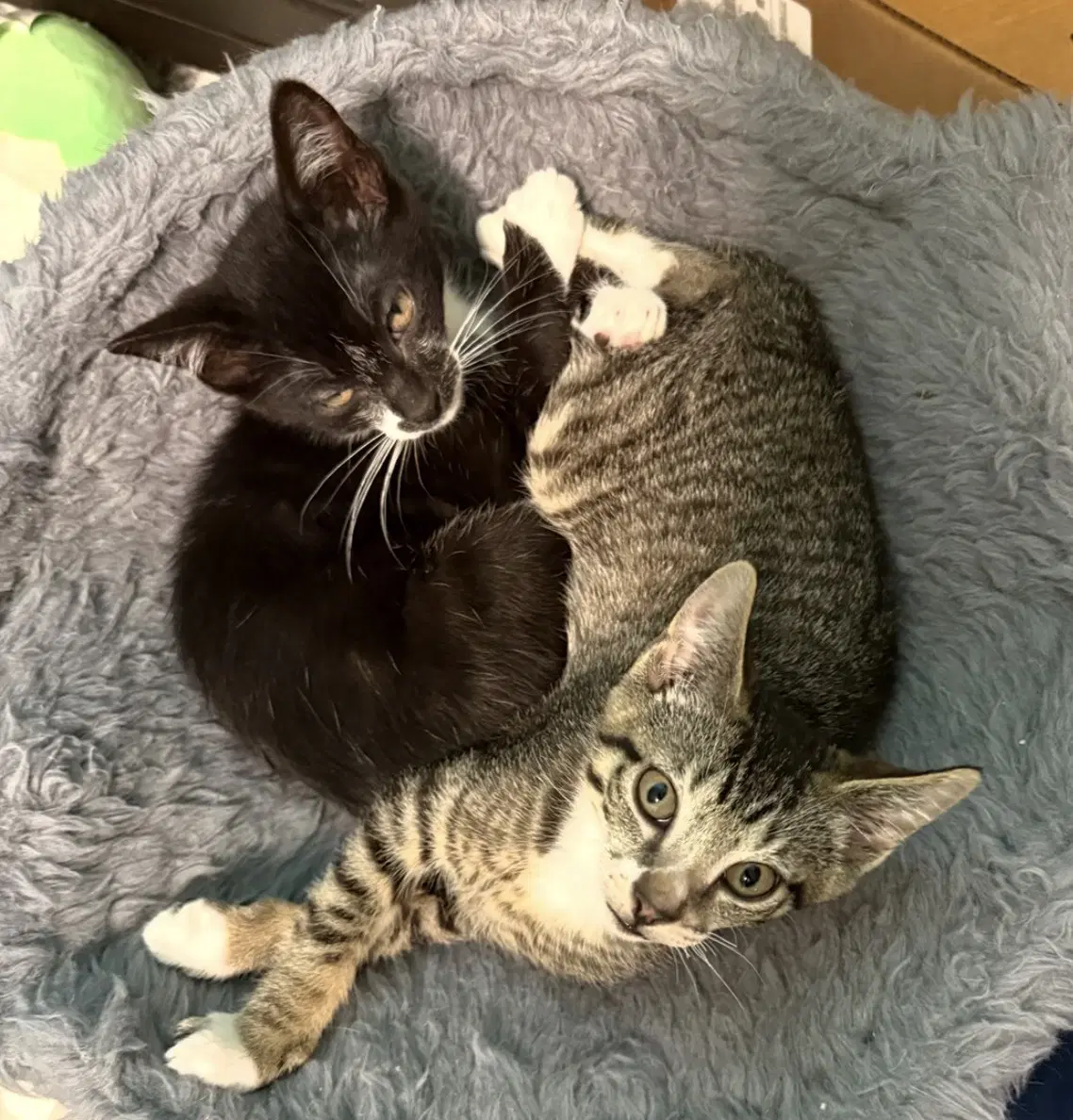 Charlie Ch Kitten - Domestic Short Hair