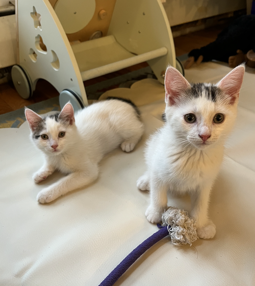 Local & Express, Baby Domestic Short Hair (short coat), cat for adoption in New Rochelle, New York