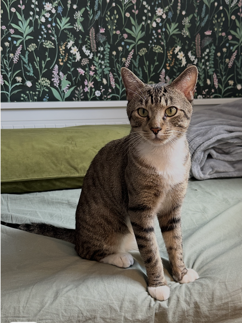 Vice Versa, Young Domestic Short Hair (short coat), cat for adoption in Clifton, New Jersey