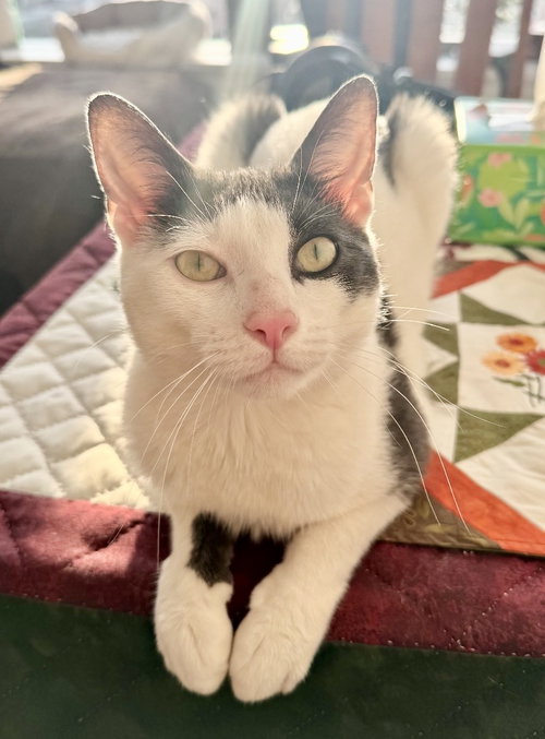 Avon, Young Domestic Short Hair (short coat), cat for adoption in Clifton, New Jersey