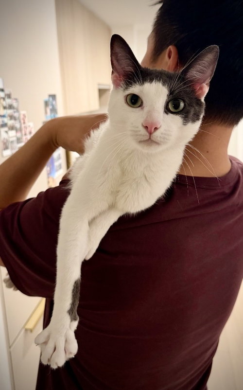 Avon, an adoptable Domestic Short Hair in Brooklyn, NY