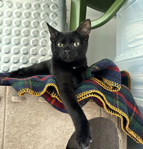 Peppercorn, Young Domestic Short Hair (short coat), cat for adoption in Clifton, New Jersey