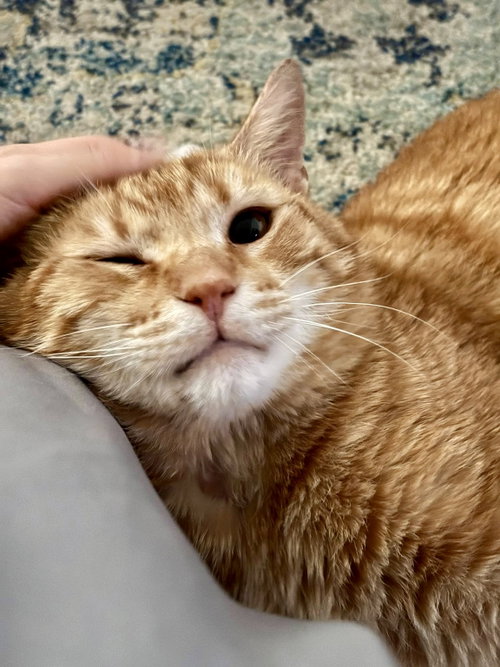 Rex, Young Domestic Short Hair (short coat), cat for adoption in New Rochelle, New York