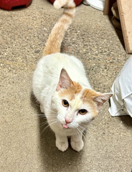 Sundance, an adoptable Domestic Short Hair in Brooklyn, NY
