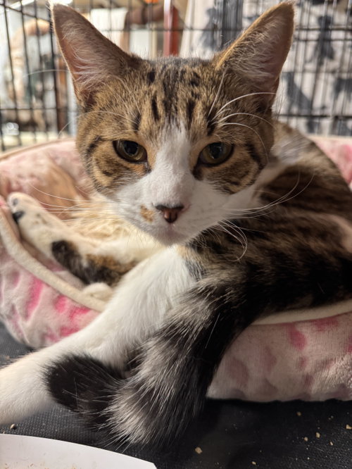 Fiddlesticks, an adoptable Domestic Short Hair in Brooklyn, NY