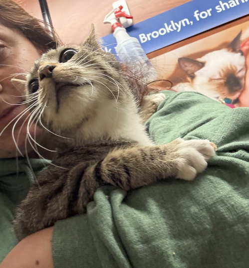 Cyrus, an adoptable Domestic Short Hair in Brooklyn, NY