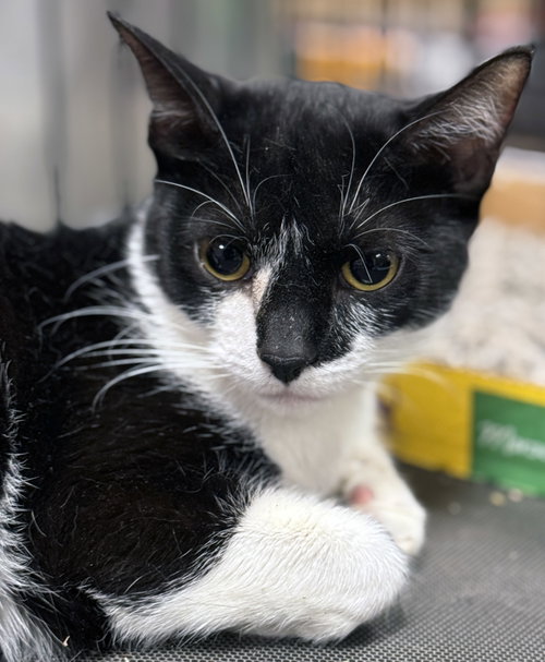 Magpie, Young Domestic Short Hair (short coat), cat for adoption in New Rochelle, New York