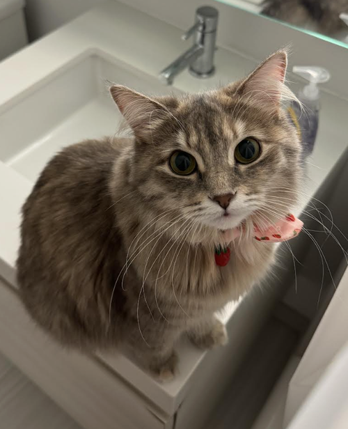 Roxie, an adoptable Domestic Medium Hair in Brooklyn, NY