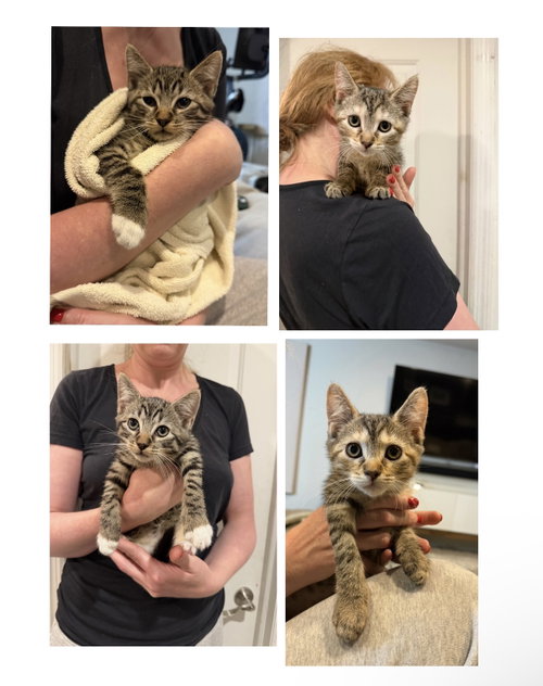 Birthday Cake and Candle, Baby Domestic Short Hair (short coat), cat for adoption in New Brunswick, New Jersey