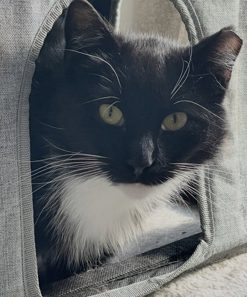 Marquis and Majesty, an adoptable Domestic Short Hair in Brooklyn, NY