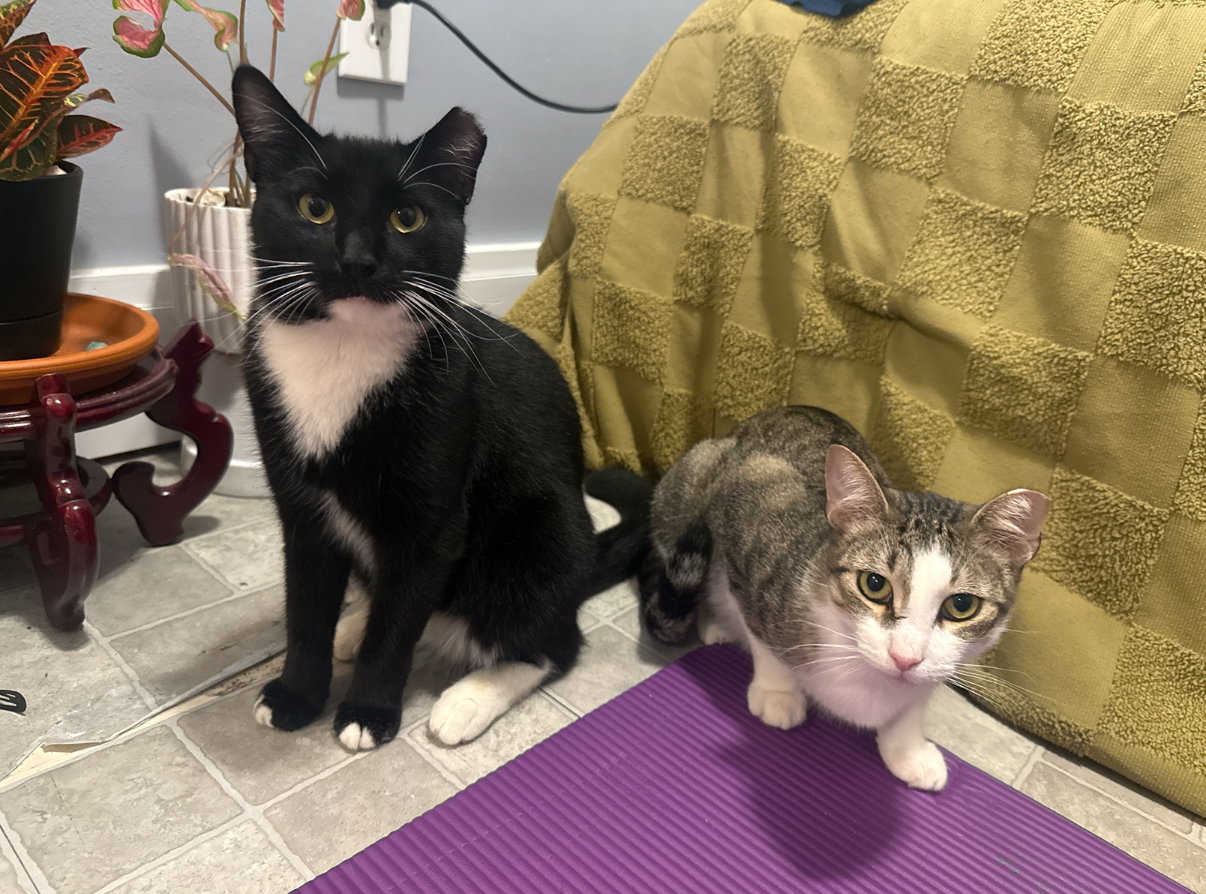 Marquis and Majesty, cat