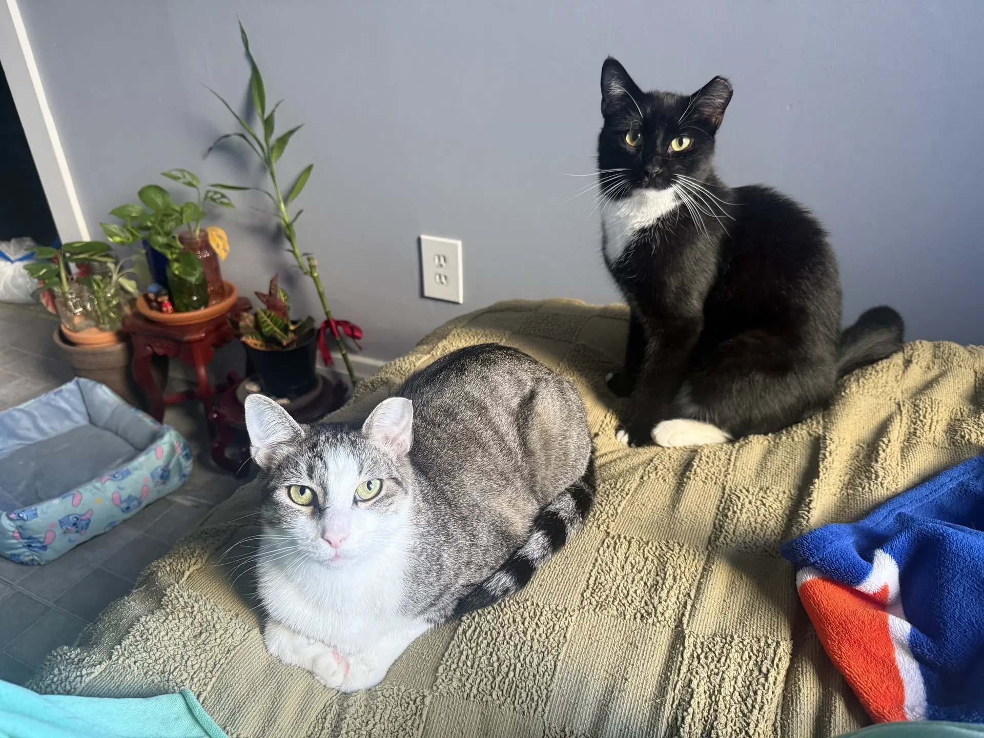 Marquis And Majesty image 1