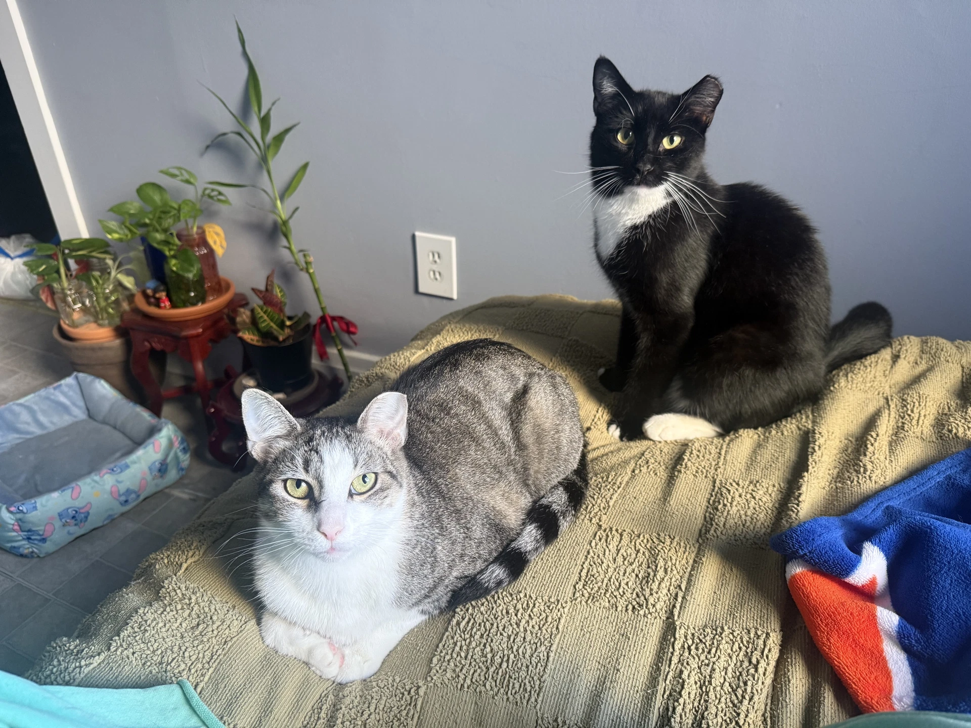 Marquis And Majesty