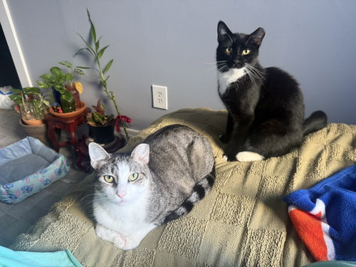 Marquis and Majesty, a cat for adoption from Brooklyn Animal Action