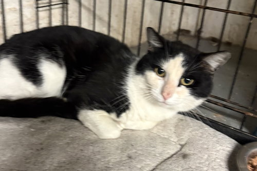 Domino 2, an adoptable Domestic Short Hair in Brooklyn, NY