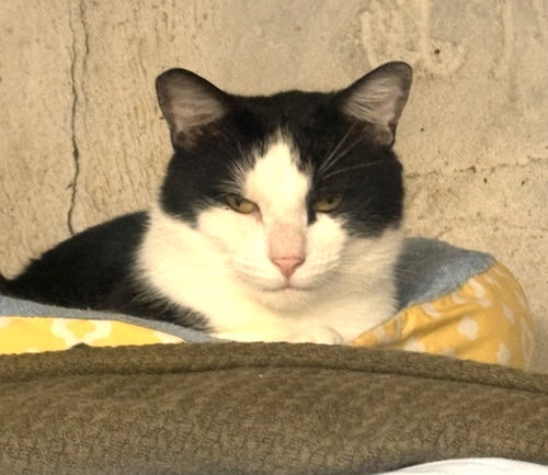Domino 2, Young Domestic Short Hair (short coat), cat for adoption in Mount Vernon, New York