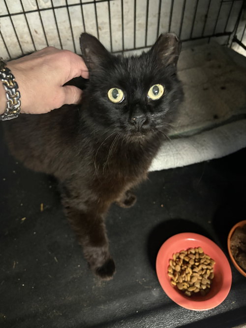 Rain, an adoptable Domestic Medium Hair in Brooklyn, NY