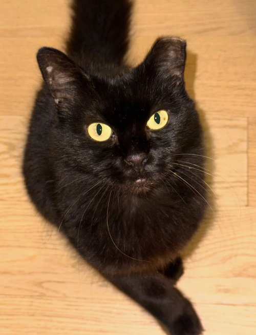 Rain, a cat for adoption from Brooklyn Animal Action