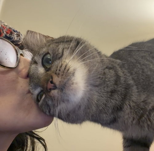 Pancho, Young Tabby (short coat), cat for adoption in New Brunswick, New Jersey