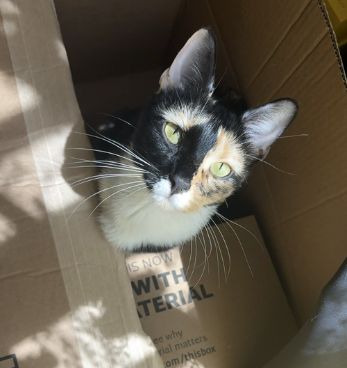 Cowgirl Chicken, an adoptable Domestic Short Hair in Brooklyn, NY