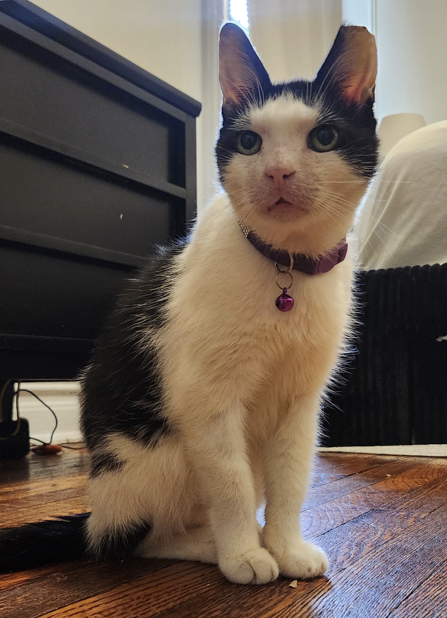 Squeak, cat