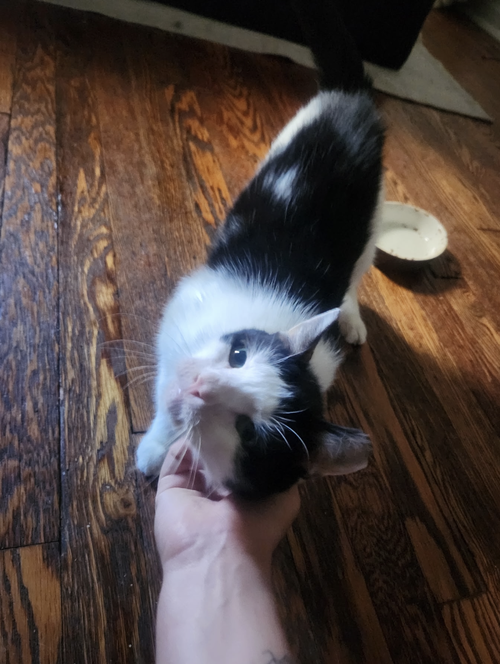 Squeak photo 2