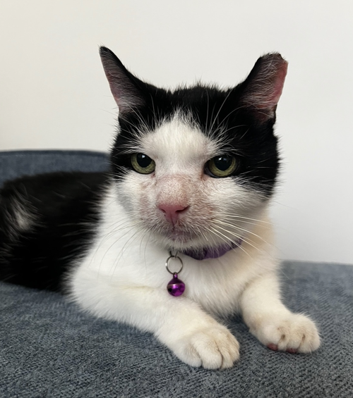 Squeak, Domestic Short Hair (short coat)