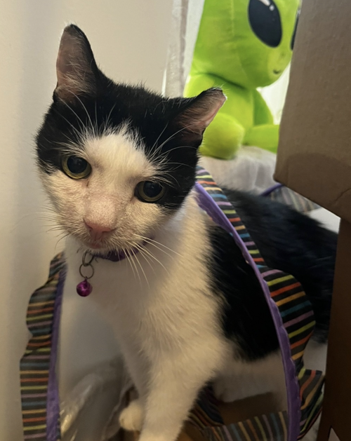 Photo 3 of Squeak