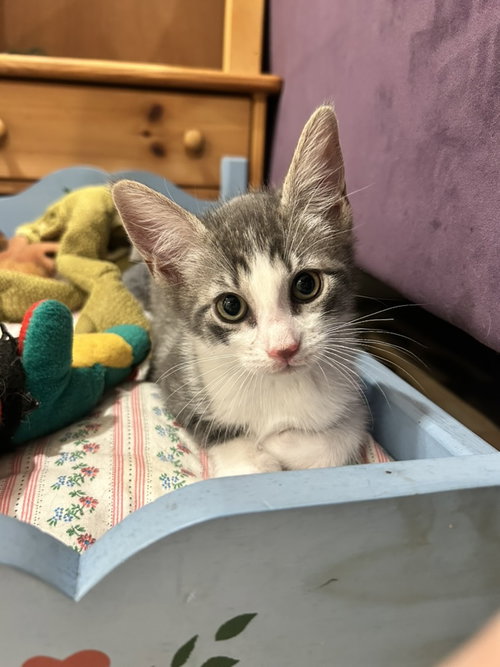 Egg Man, Baby Domestic Short Hair (short coat), cat for adoption in Mount Vernon, New York