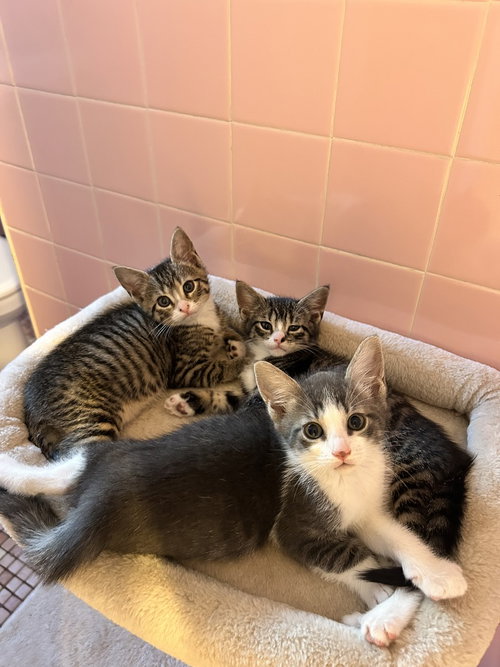 Edie, Egg Man, & Mink Stole, Baby Domestic Short Hair (short coat), cat for adoption in New Brunswick, New Jersey