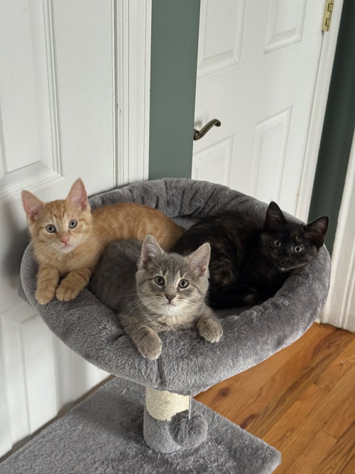 Axle, Fender, & Valve, Baby Domestic Short Hair (short coat), cat for adoption in New Brunswick, New Jersey