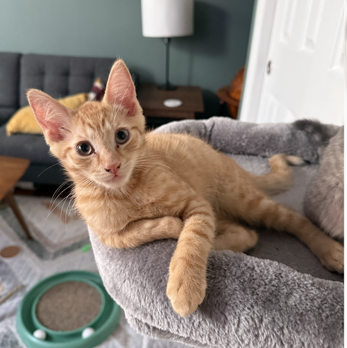 Axle, Baby Domestic Short Hair (short coat), cat for adoption in Passaic, New Jersey