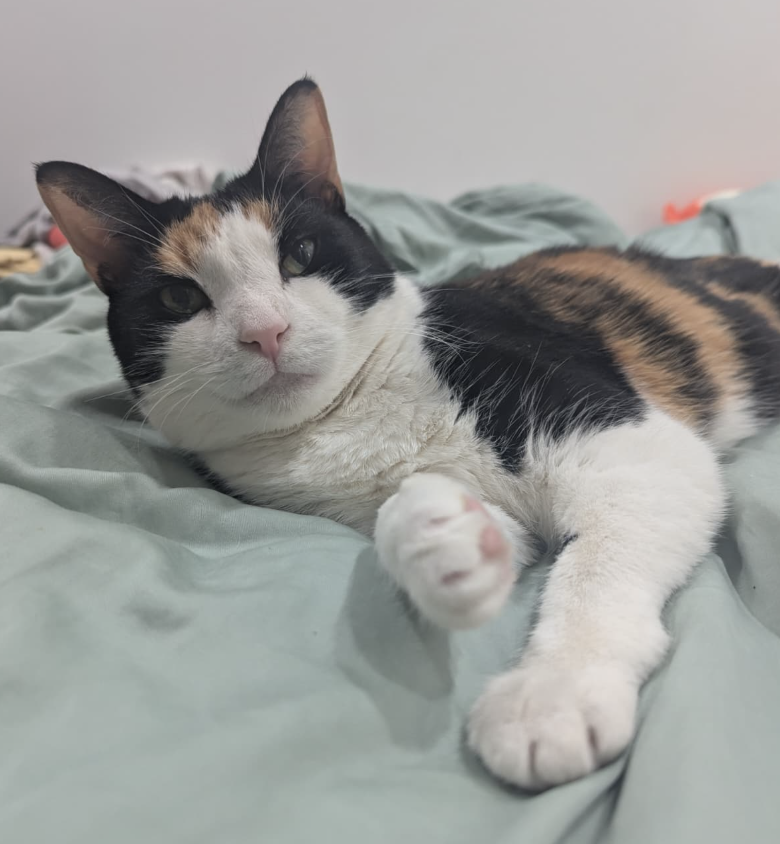 Star, cat