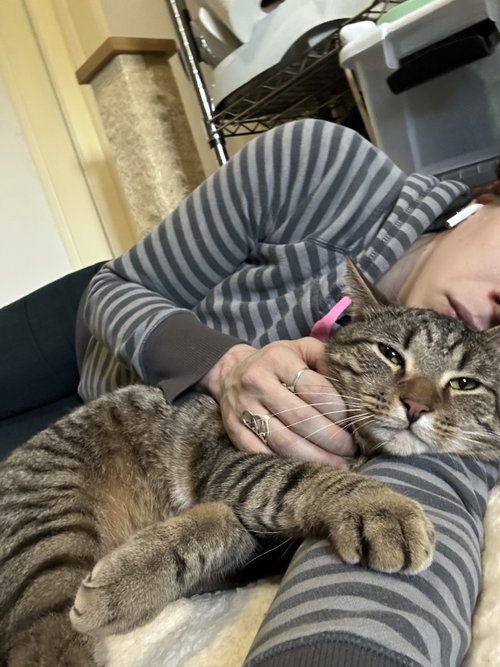 Roger, Young Domestic Short Hair (short coat), cat for adoption in New Rochelle, New York