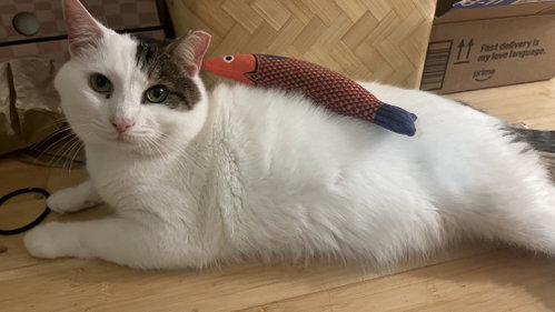 Ozzy, Adult Domestic Short Hair (medium coat), cat for adoption in New Rochelle, New York