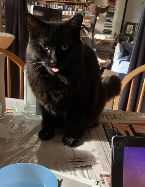 Tattersail, an adoptable Domestic Long Hair in Brooklyn, NY